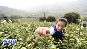 普洱茶怎么查真假图片视频，怎样鉴别普洱茶的真伪？看这里！实拍图片 详细解析