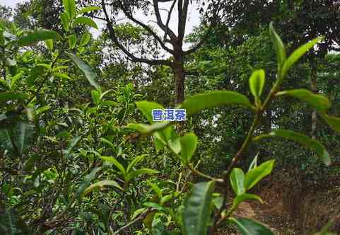 古树普洱茶饼价格，探寻古树普洱茶饼的价格：一份独特的茶叶收藏投资