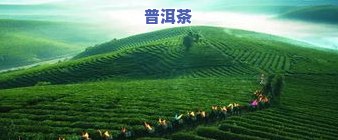 临沧有哪些茶叶产区地方？揭晓云南临沧市四大茶叶产地名称