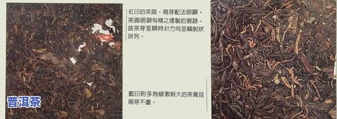 普洱茶大红袍：品种、区别与包装全解析