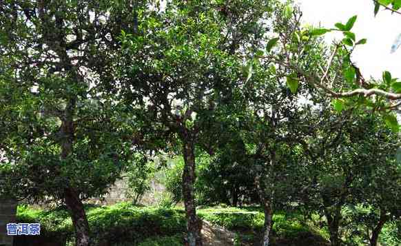 旺苍古树茶叶种植家庭农场：传承旺苍茶文化，展示名茶魅力与美丽茶园风光。