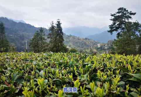 旺苍古树茶叶种植家庭农场：传承旺苍茶文化，展示名茶魅力与美丽茶园风光。