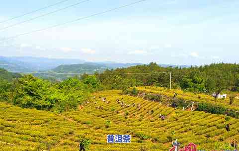 旺苍普洱茶-旺苍的茶