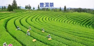 旺苍普洱茶-旺苍的茶