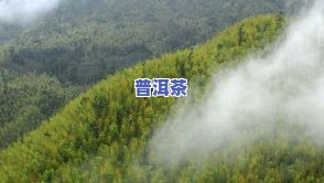 乌鲁木齐茶叶，品味新疆：探索乌鲁木齐的茶叶文化