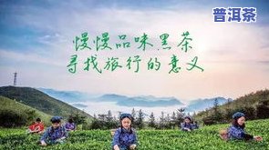 安徽普洱茶叶，品味安徽：探索普洱茶叶的世界