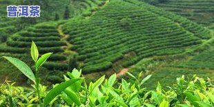 茶叶之都：探索其所在地、代表城市及丰富多样的茶品种
