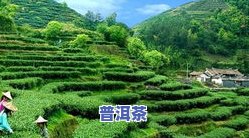 探秘清远茶厂：数量、厂家、茶叶及茶场全解析