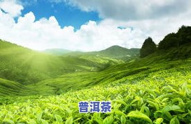 探秘清远茶厂：数量、厂家、茶叶及茶场全解析