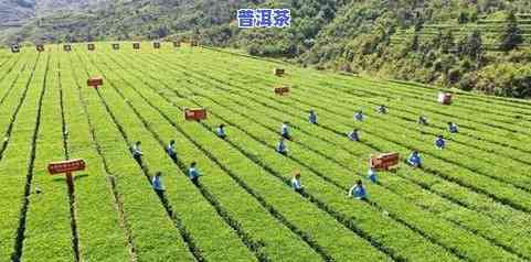 五峰县茶叶种植面积及其发展现状