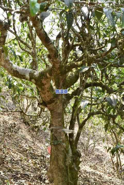 湖北古树普洱茶零售价格表及图片全览，一览古树普洱茶市场价格与图片