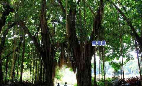 湖北古树名录：揭秘湖北十大最美古树及排名