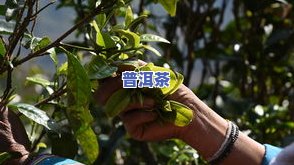 普洱茶的加工：从原料采摘到成品制作的全过程解析