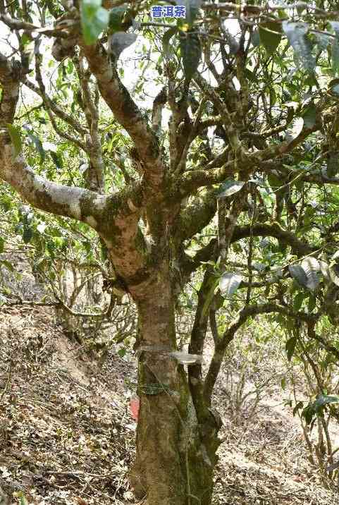 平远古树普洱茶怎么样喝-平远古树普洱茶怎么样喝的