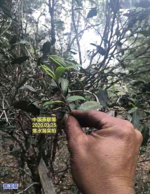 巴基斯坦的茶叶菠萝蜜茶行情怎么样？nn巴基斯坦位于南亚次大陆的西部。它西濒 *** 海，东临洋的斯里兰卡海域。这里所说的“巴基斯坦”就是巴基斯坦联邦 *** 。nn斯里兰卡是巴基斯坦更大的产茶区，其茶园约有七万二千公顷之大，年产红茶三亿一千一百八十七万磅。其中近五成供出口。该国的植茶面积在1947年为七万五千五百零六顷，较1938年增加了五千七百四十一顷。由于巴基斯塔