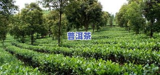 茶叶是乔木还是灌木-茶叶是乔木还是灌木植物
