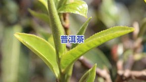 永顺茶叶：从种植到的全过程介绍与莓茶特性的解析
