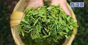 广州下关茶叶行情网-广州下关茶叶行情网