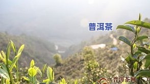 普洱茶六大山头名称图片-普洱茶六大山头名称图片大全