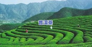 龙园号普洱茶熟茶2018  版：特别口感与收藏价值