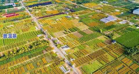 平阳茶叶场：位置、地址及简介