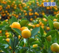 金橘普洱茶的功效：清热解、消食化滞、降脂减肥等，适合消化不良、肥胖者饮用。