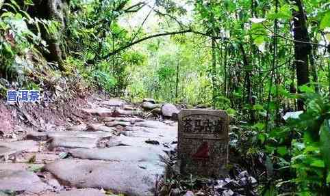 普洱茶古道视频-普洱茶古道视频介绍