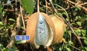 普洱茶变异-普洱茶变异品种