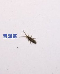 茶叶长虫子怎么办？小妙招帮你解决，还能怎样解决？