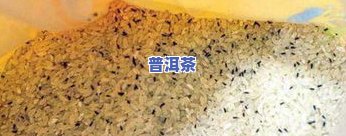 茶叶生虫：怎样解决及作用饮用？附图解析