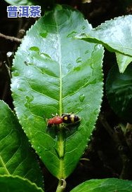 生虫的茶叶怎么解决-生虫的茶叶怎么解决干净