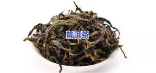 探讨茶叶本质：是树？是草？还是两者皆有？——从茶树到茶草本的解析