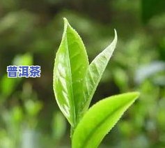 茶叶是茶树的叶子吗-所有的茶叶都是一种茶树么