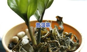 茶叶有虫蛀怎么解决-茶叶有虫蛀怎么解决好