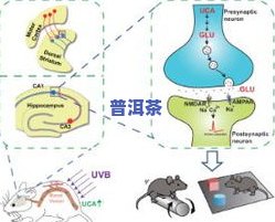 茶叶消炎杀菌的原理及功效排行榜解析：揭示茶叶中关键成分的作用