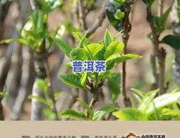 老藤普洱茶-老藤条普洱茶