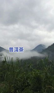 天门山普洱茶与薄荷塘：口感对比评测