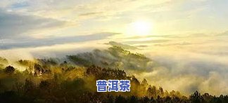 山上普洱茶-山上自然普洱茶