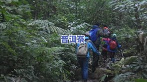 普洱茶雨林：探索神秘古树茶园及公司，品味特别雨林风味