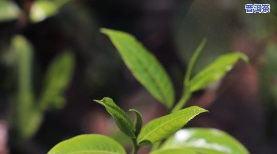 雨林普洱茶王朝-普洱茶 雨林