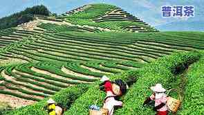 普洱茶产地古村：探寻最古老的茶叶种植地