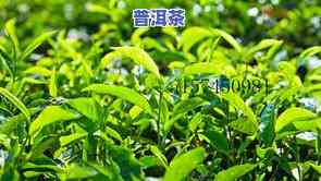 柳枝普洱茶-柳枝泡茶有什么功效?