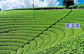 普洱茶漂亮：从茶园到杯中的美景与口感