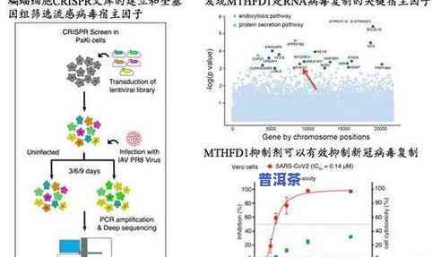 普洱茶预防新型肺炎：有效抑制新冠病及其效果研究