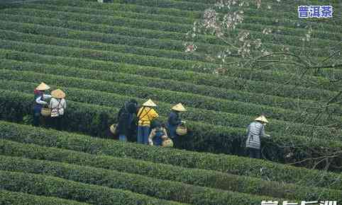 湖南长沙金井茶：茶园、正品售价与产品介绍