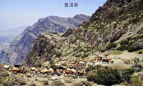 牛尖山海拔及位置：探寻云南景谷的神秘古树茶口感与牛山尖隧道