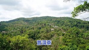 牛尖山古树纯料普洱茶-牛尖山是在哪里