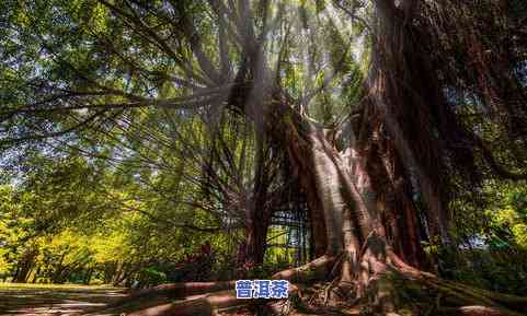 牛尖山古树纯料普洱茶-牛尖山是在哪里