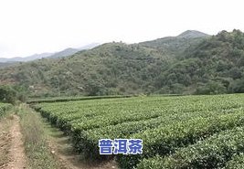 普洱茶荒山-普洱茶荒山茶