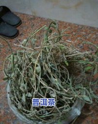 叶片圆形普洱茶的名字是什么？